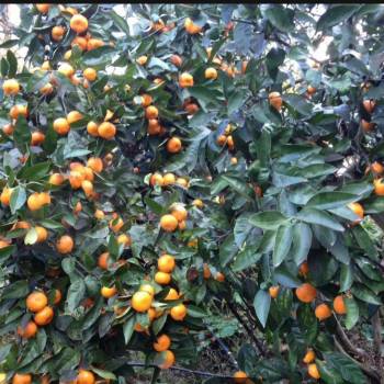 Продается Участок, 700 м²