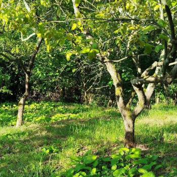 Продается Участок, 730 м²