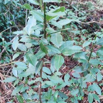 Продается Участок, 800 м²