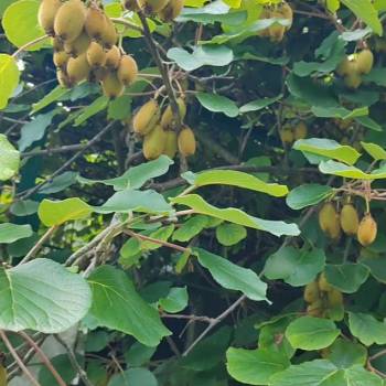 Продается Участок, 500 м²