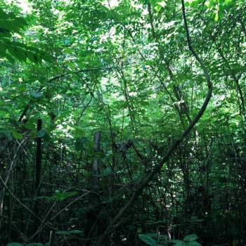 Продается Участок, 800 м²