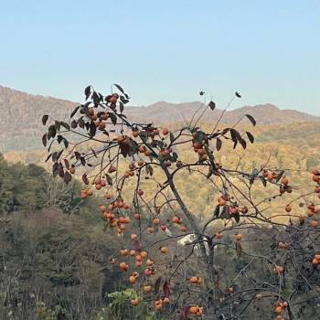 Продается Участок, 950 м²