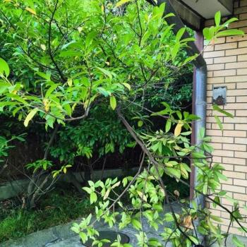 Продается 1-комнатная квартира, 24 м²