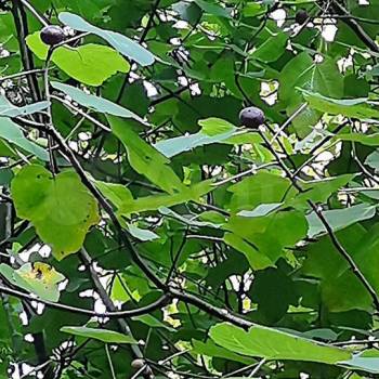 Продается Участок, 550 м²