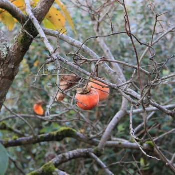 Продается Дом, 320 м²