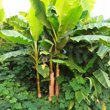 Продается 1-комнатная квартира, 24,1 м²