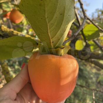 Продается Участок, 800 м²