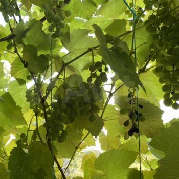 Продается Участок, 800 м²