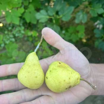 Продается Участок, 800 м²