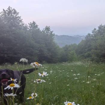 Продается Участок, 700 м²