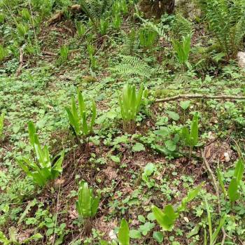 Продается Участок, 500 м²