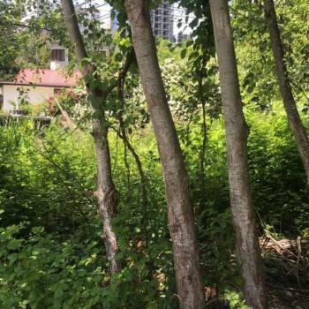 Продается Участок, 700 м²