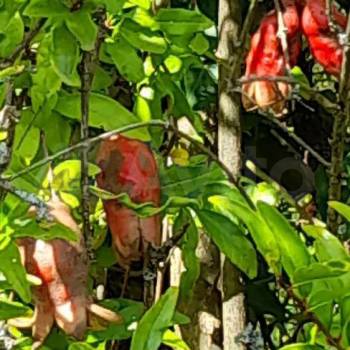 Продается Участок, 550 м²