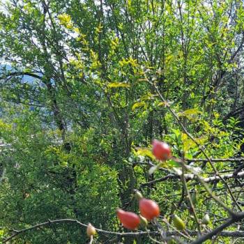 Продается Участок, 550 м²