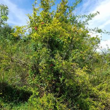 Продается Участок, 550 м²