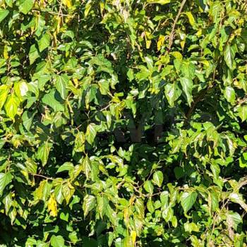 Продается Участок, 550 м²