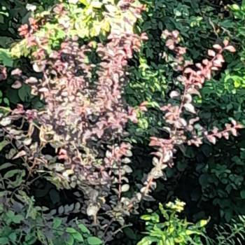 Продается Участок, 550 м²