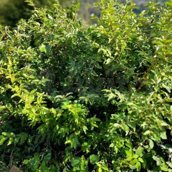 Продается Участок, 550 м²