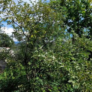 Продается Участок, 550 м²