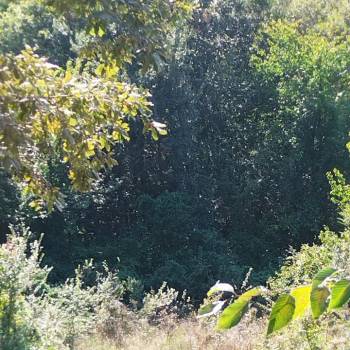 Продается Участок, 590 м²