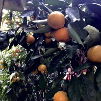 Продается Участок, 450 м²