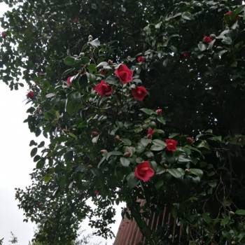 Продается Участок, 450 м²