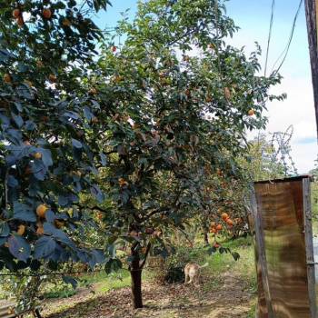 Продается Участок, 1000 м²