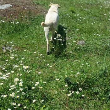 Продается Участок, 800 м²