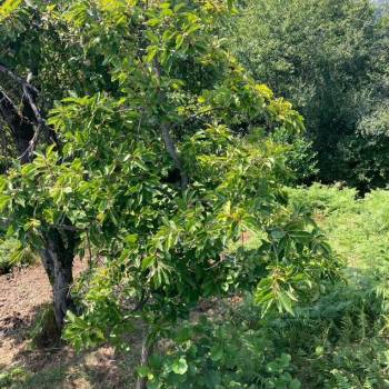 Продается Участок, 700 м²