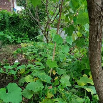 Продается Участок, 550 м²