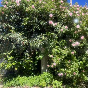 Сдается 1-комнатная квартира, 46 м²