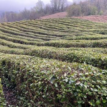 Продается Участок, 500 м²