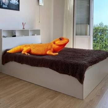 Сдается Комната, 25 м²