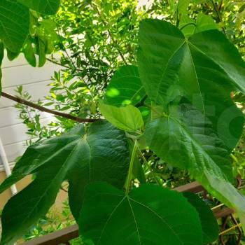 Продается 1-комнатная квартира, 19,6 м²