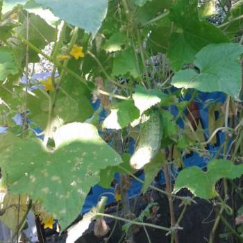 Продается Участок, 680 м²