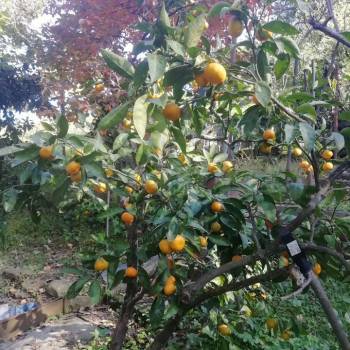 Продается Участок, 680 м²