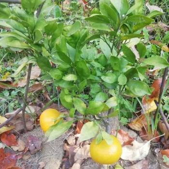 Продается Участок, 680 м²