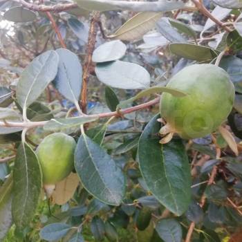 Продается Участок, 680 м²