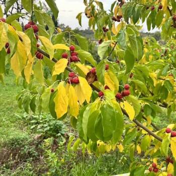 Продается Участок, 650 м²