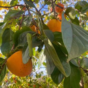 Продается Дом, 86 м²