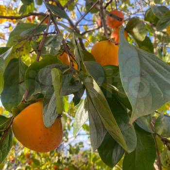 Продается Дом, 86 м²