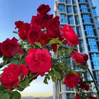 Сдается 1-комнатная квартира, 23 м²