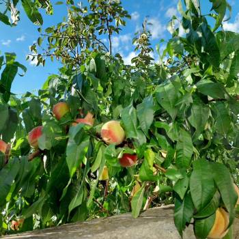 Продается Дом, 488 м²