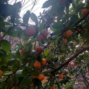 Продается Дом, 488 м²