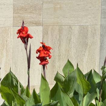 Сдается 1-комнатная квартира, 22,2 м²