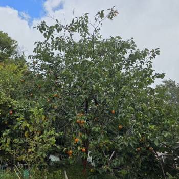 Продается Дом, 152 м²