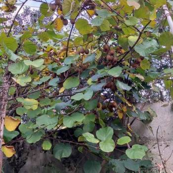 Продается Участок, 500 м²