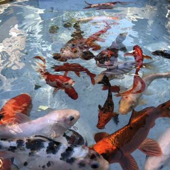 Сдается Дом, 350 м²