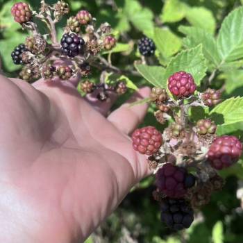 Продается Участок, 500 м²