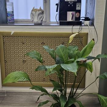 Сдается Нежилое помещение, 20 м²